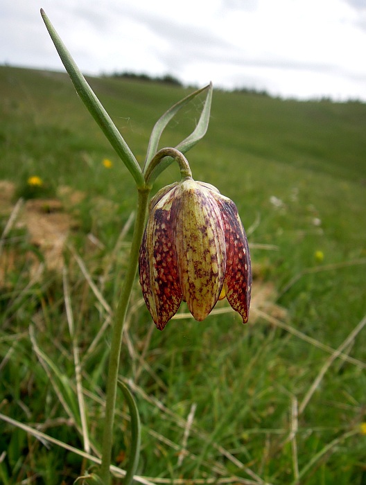 Fritillaria orientalis